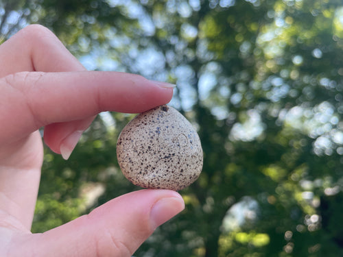 Shell Charm